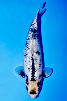 TATEGOI GINRIN BLACK DIAMOND Koi kaufen im Koishop