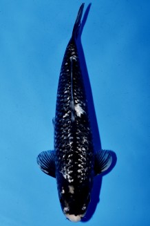 TATEGOI GINRIN BLACK DIAMOND W. WEIBLICH Koi kaufen im Koishop