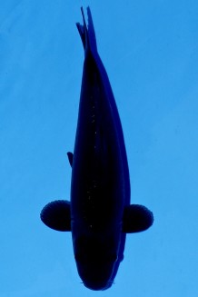 TATEGOI GINRIN BLACK DIAMOND J. TOSAI Koi kaufen im Koishop