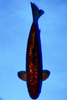 TATEGOI GINRIN BLACK DIAMOND "SCHOKO" +53CM Koi kaufen im Koishop