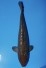 TATEGOI GINRIN BLACK DIAMOND WEIBLICH +59CM