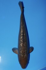 TATEGOI GINRIN BLACK DIAMOND WEIBLICH +59CM