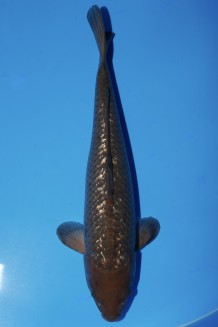TATEGOI GINRIN BLACK DIAMOND WEIBLICH +59CM Koi kaufen im Koishop