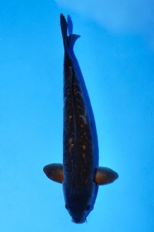 TATEGOI GINRIN BLACK GOJIRA Koi kaufen im Koishop