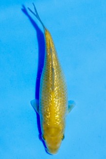 TATEGOI GINRIN CHAGOI Koi kaufen im Koishop