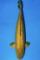 TATEGOI GINRIN CHAGOI OLIVE WEIBLICH +50CM