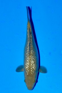 TATEGOI GINRIN CHAGOI WEIBLICH Koi kaufen im Koishop