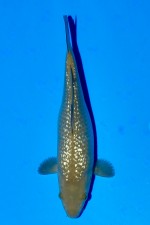 TATEGOI GINRIN CHAGOI WEIBLICH