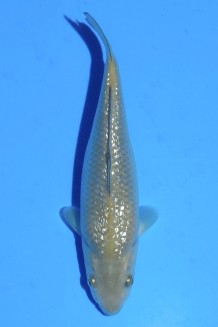 TATEGOI GINRIN CHAGOI WEIBLICH Koi kaufen im Koishop