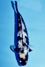 TATEGOI GINRIN DIAMOND W.WEIBLICH