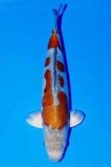 TATEGOI GINRIN DOITSU METALLIC OCHIBA WEIBLICH Koi kaufen im Koishop