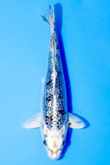 TATEGOI GINRIN GINGA Koi kaufen im Koishop