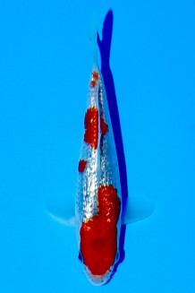 TATEGOI GINRIN GOSHIKI Koi kaufen im Koishop