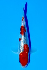 TATEGOI GINRIN GOSHIKI