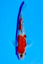 TATEGOI GINRIN GOSHIKI