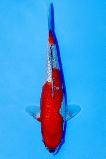 TATEGOI GINRIN GOSHIKI Koi kaufen im Koishop