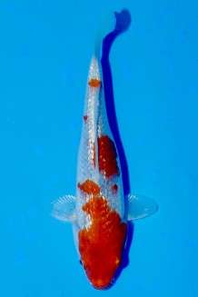 TATEGOI GINRIN GOSHIKI J. TOSAI Koi kaufen im Koishop