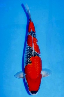 TATEGOI GINRIN GOSHIKI WEIBLICH Koi kaufen im Koishop