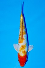 TATEGOI GINRIN HARIWAKE
