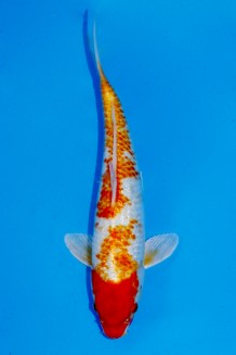TATEGOI GINRIN HARIWAKE Koi kaufen im Koishop