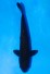 TATEGOI GINRIN KARASU CHAGOI +44CM