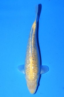 TATEGOI GINRIN KIGOI Koi kaufen im Koishop