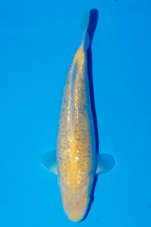 TATEGOI GINRIN KIGOI Koi kaufen im Koishop