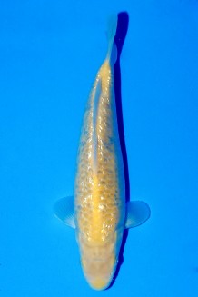 TATEGOI GINRIN KIGOI Koi kaufen im Koishop