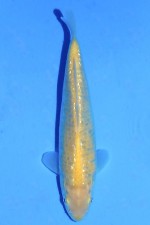 TATEGOI GINRIN KIGOI W. WEIBLICH