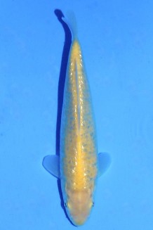 TATEGOI GINRIN KIGOI W. WEIBLICH Koi kaufen im Koishop