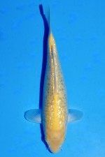 TATEGOI GINRIN KIGOI WEIBLICH