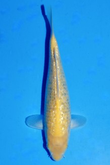 TATEGOI GINRIN KIGOI WEIBLICH Koi kaufen im Koishop