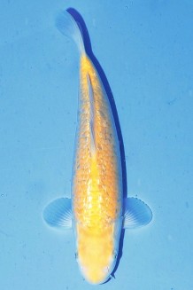 TATEGOI GINRIN KIGOI WEIBLICH Koi kaufen im Koishop