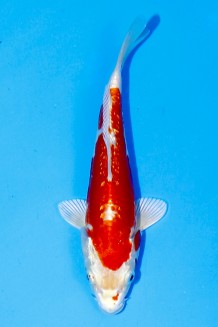 TATEGOI GINRIN KIKUSUI Koi kaufen im Koishop