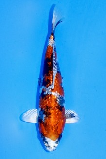 TATEGOI GINRIN KIN SHOWA Koi kaufen im Koishop