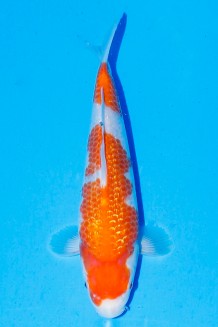 TATEGOI GINRIN KOHAKU WEIBLICH Koi kaufen im Koishop