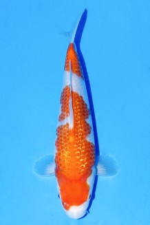 TATEGOI GINRIN KOHAKU Koi kaufen im Koishop