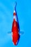 TATEGOI GINRIN KOHAKU