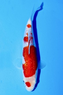 TATEGOI GINRIN KOHAKU J. TOSAI Koi kaufen im Koishop