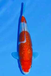 TATEGOI GINRIN KOHAKU W. WEIBLICH Koi kaufen im Koishop