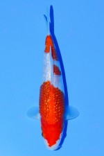 TATEGOI GINRIN KOHAKU WEIBLICH