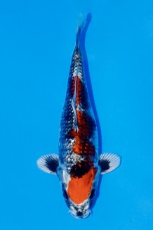 TATEGOI GINRIN KOROMO KUJAKU WEIBLICH Koi kaufen im Koishop