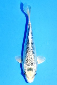 TATEGOI GINRIN MATSUBA Koi kaufen im Koishop