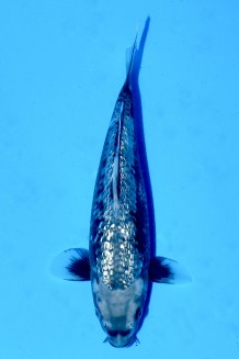 TATEGOI GINRIN MATSUKAWABAKE Koi kaufen im Koishop