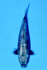 TATEGOI GINRIN MATSUKAWABAKE