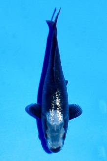 TATEGOI GINRIN MATSUKAWABAKE W. WEIBLICH Koi kaufen im Koishop