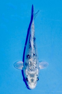 TATEGOI GINRIN METALLIC BEKKO Koi kaufen im Koishop