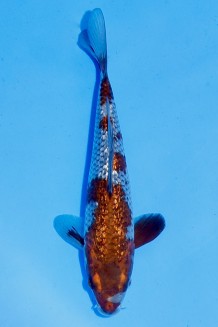 TATEGOI GINRIN METALLIC OCHIBA Koi kaufen im Koishop