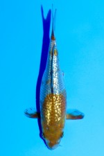 TATEGOI GINRIN OCHIBA