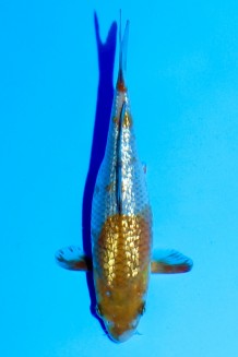 TATEGOI GINRIN OCHIBA Koi kaufen im Koishop